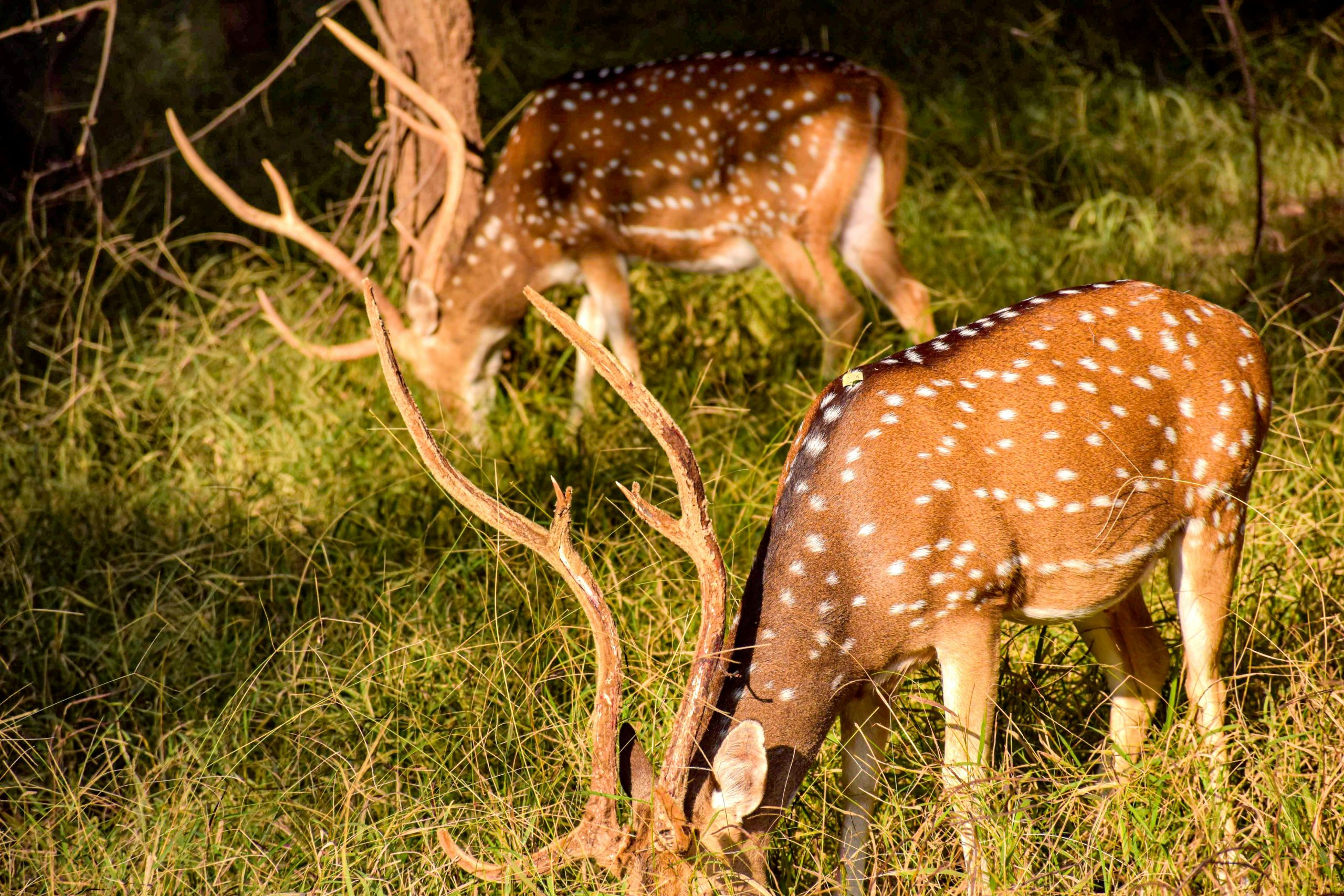 wildlife safari