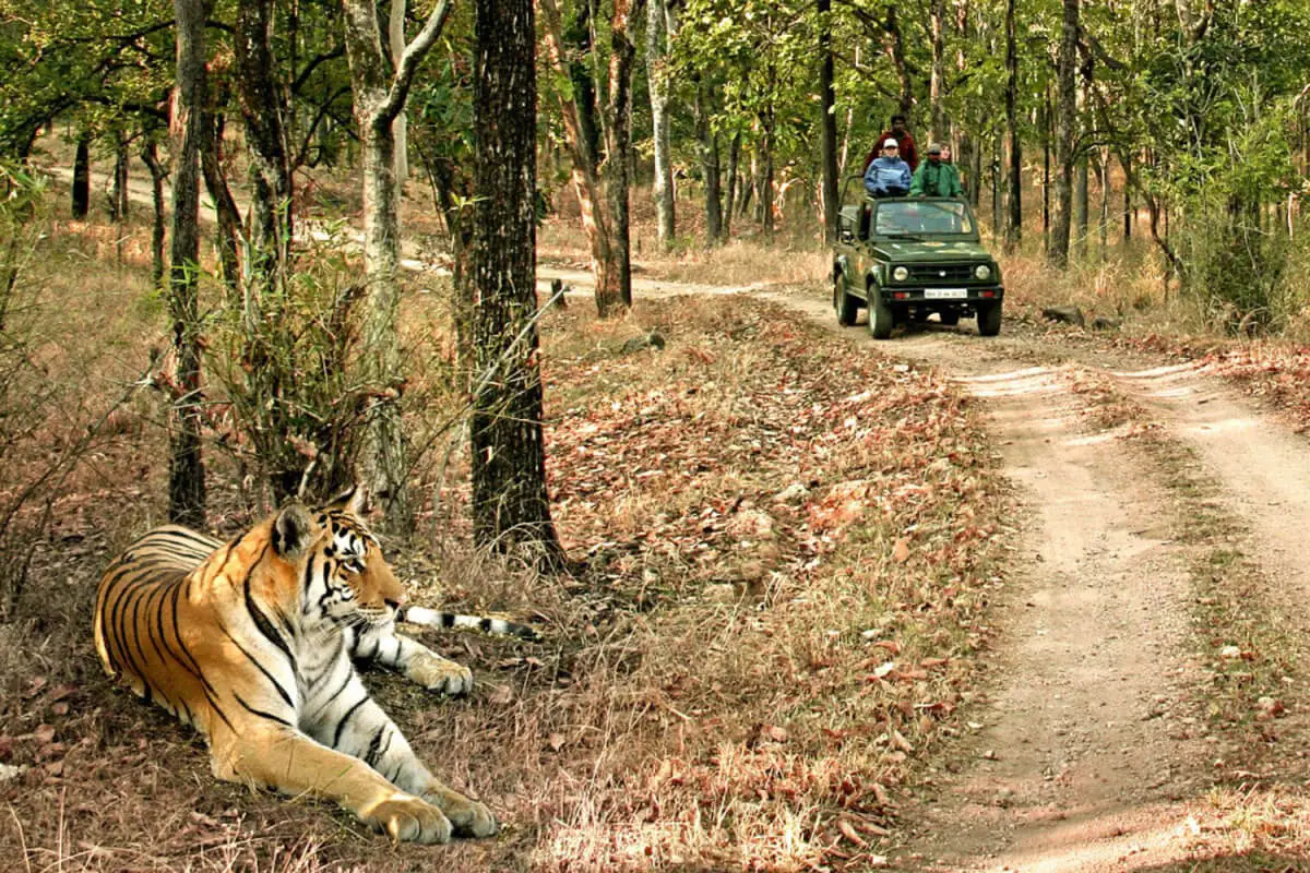 Tiger Front of Jeep