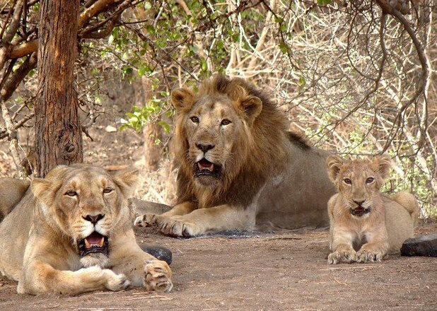 Lions family in forest