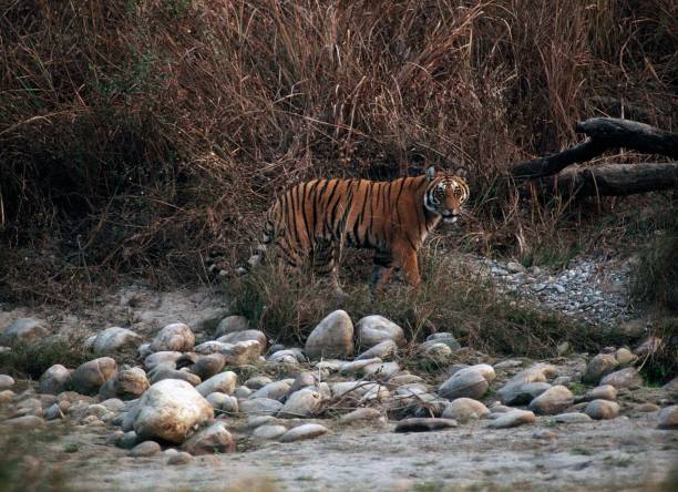 Tiger near Pond