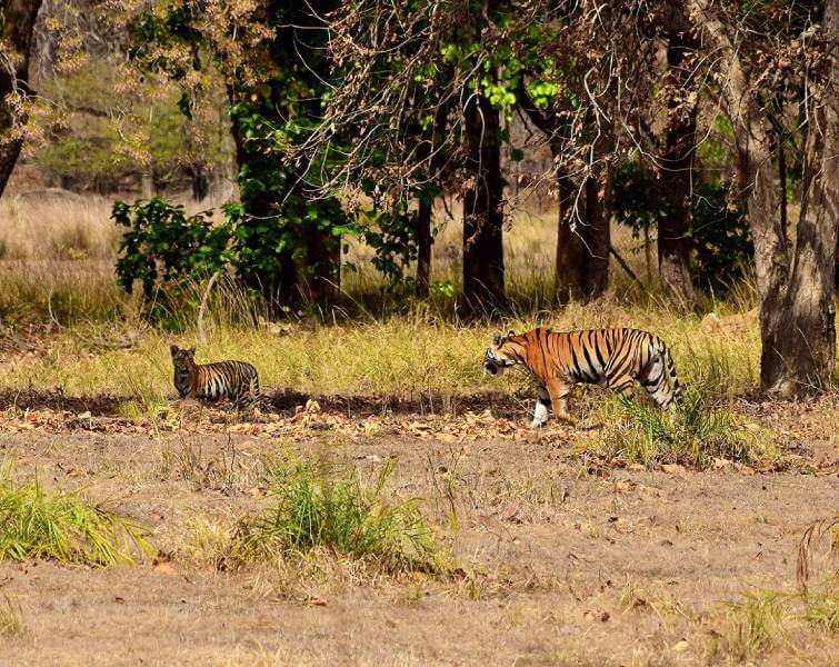 tigers in forest