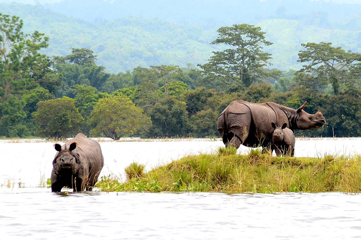 Two Rhinoceros in water