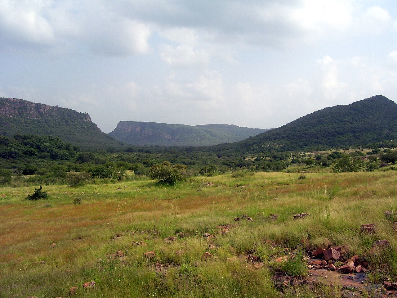 Forest view Ranthambore National Park