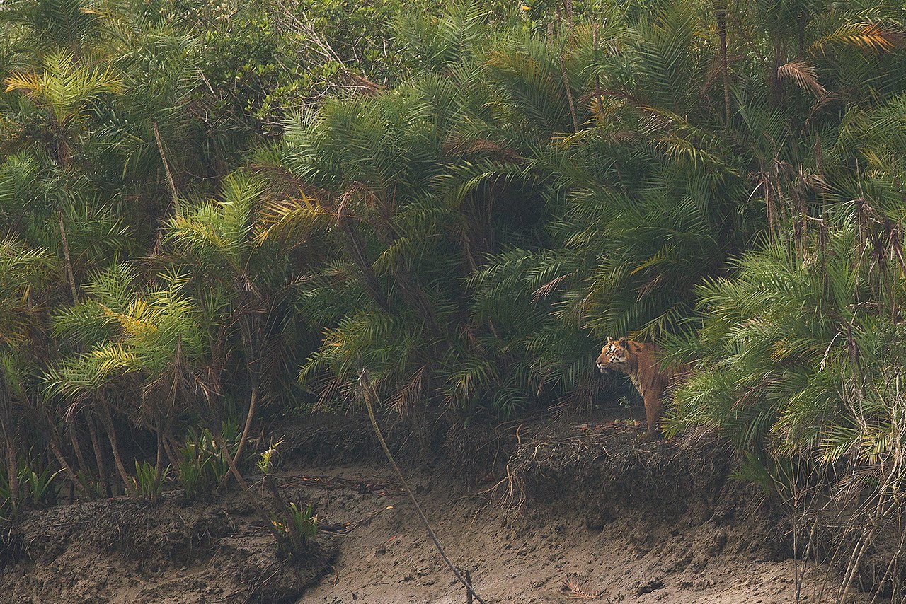 Tiger behind the forest