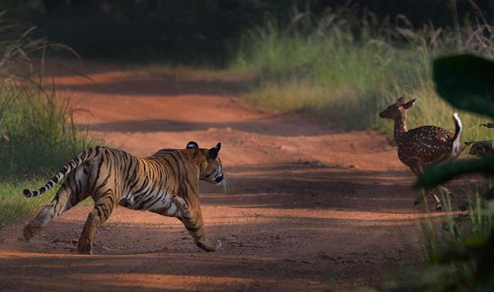 tiger and deer in one frame